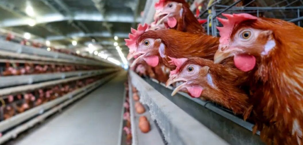 China retira suspenso  exportao de carne de aves brasileira