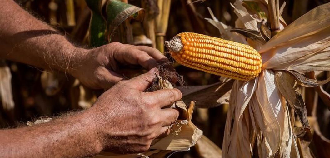 Egito sobe da 22� para a 2� posi��o entre os principais destinos das exporta��es de Mato Grosso