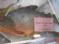 Chineses vendem caranha do Araguaia/Tocantis como �Pacu Vermelho� no mercado internacional