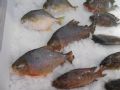 Chineses vendem caranha do Araguaia/Tocantis como �Pacu Vermelho� no mercado internacional