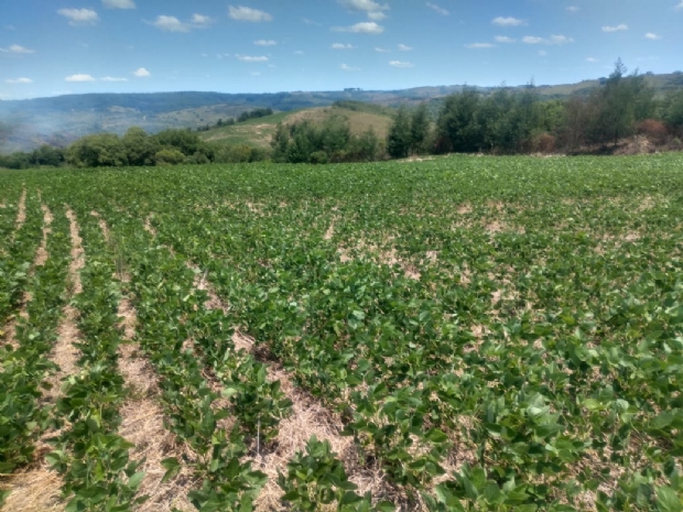 Saiba mais sobre o planejamento fitossanitrio e sua importncia para o sucesso de lavoura de soja