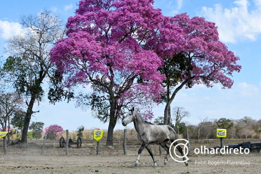 Cavalo Pantaneiro - Raça se adaptou ao Pantanal - MS Por Favor