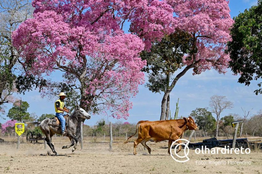 Cavalo Pantaneiro se destaca por ter aptidões - SBA1