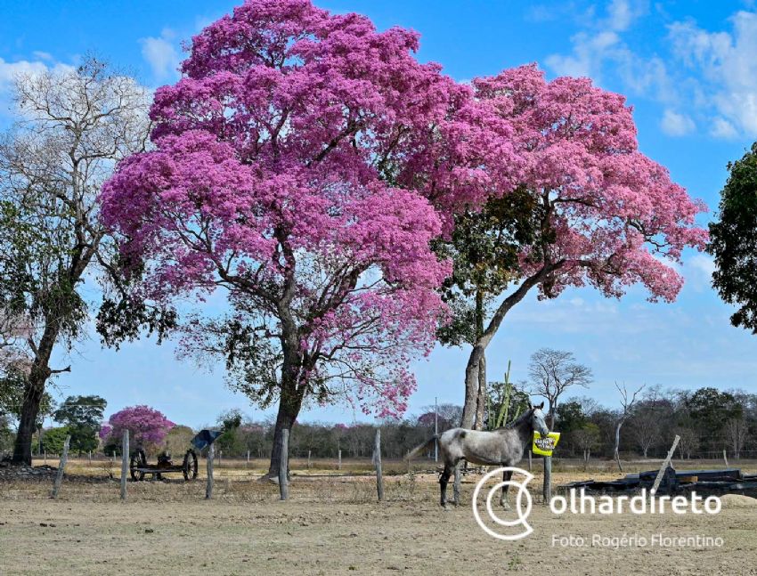 Cavalo Pantaneiro se destaca por ter aptidões - SBA1