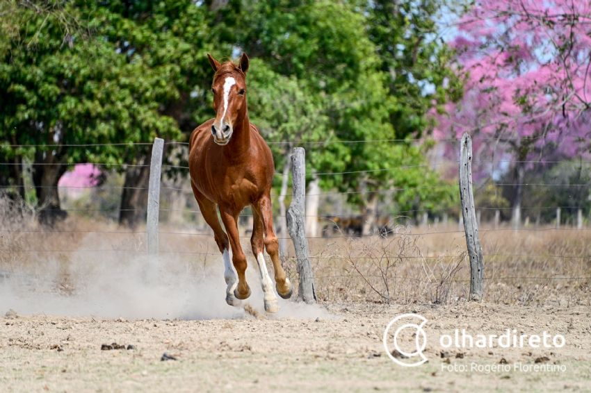 Cavalo Pantaneiro se destaca por ter aptidões - SBA1