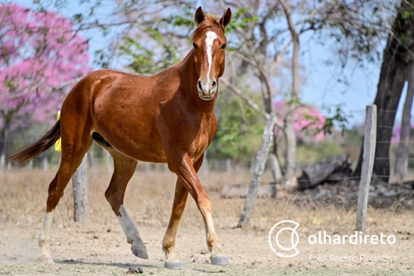 Conheça o Cavalo Pantaneiro - AgroBlog Giordani