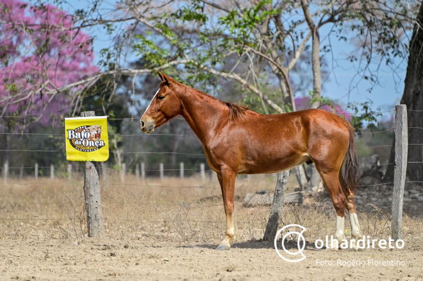 Cavalo Pantaneiro se destaca por ter aptidões - SBA1