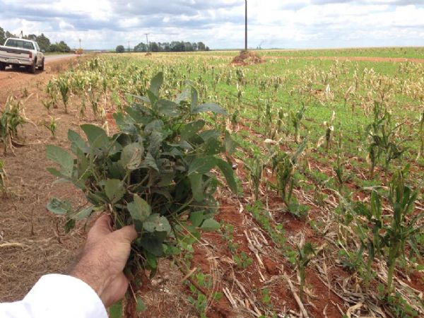 Ferrugem asi�tica ativa � encontrada em mais duas cidades de MT; Veja fotos
