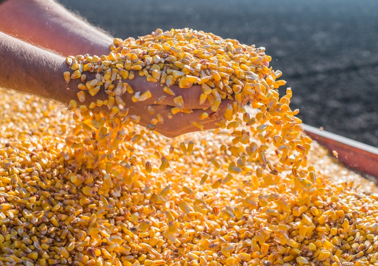 MAPA habilita mais 90 empresas para exportação de milho à China