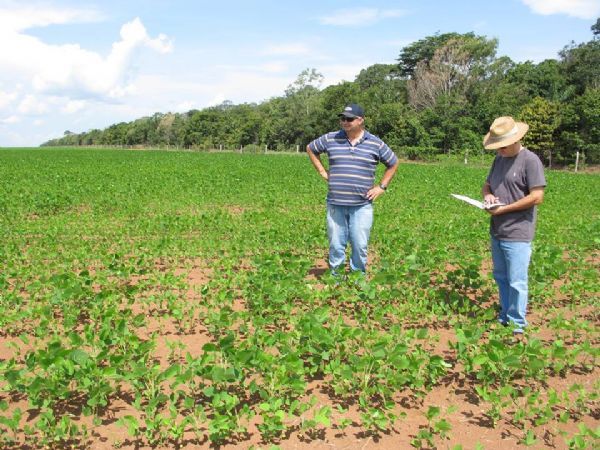 Situao das lavouras de soja  verificada em Mato Grosso pela Aprosoja