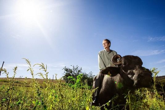 Pronaf ajuda agricultor familiar a investir em criao de bfalos
