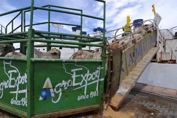 Embarcação com 25 mil bovinos deixa Porto de Santos após suspensão de liminar que proibia exportação