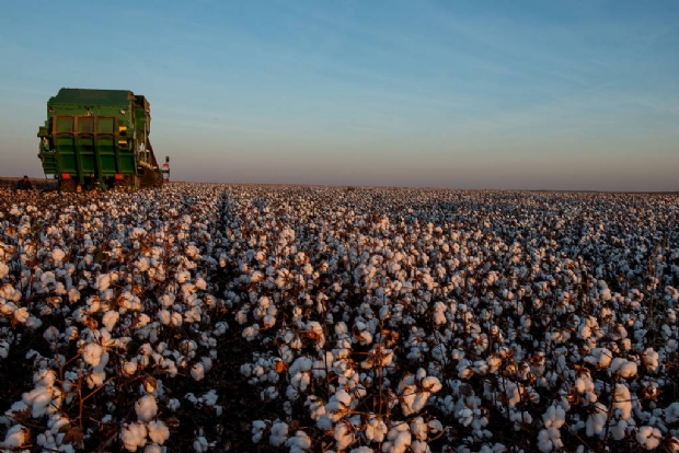 Plantao de algodo em Campo Verde