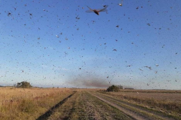 Nuvem de gafanhotos pode ser causada por desequilbrio ambiental das queimadas