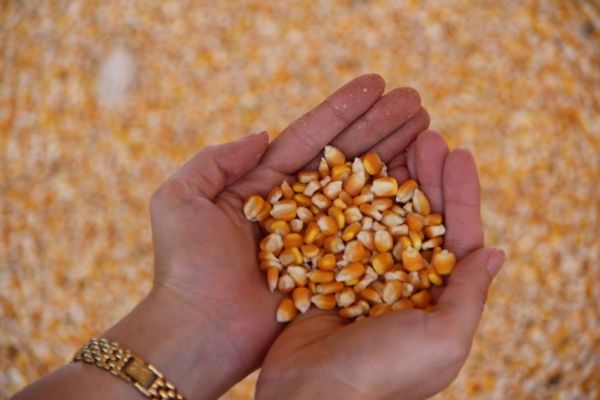 Saca de milho chega a R$ 19,50 na semana com notcia de reduo de rea
