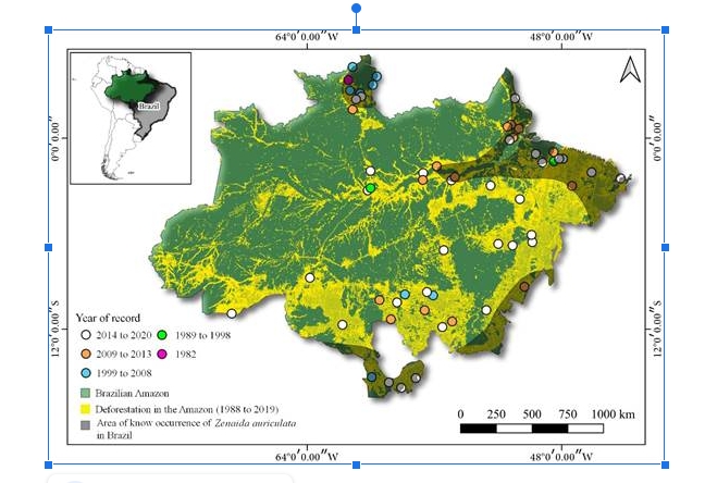 Pesquisador da UFMT publica artigo que mostra relação entre pombas e desmatamento