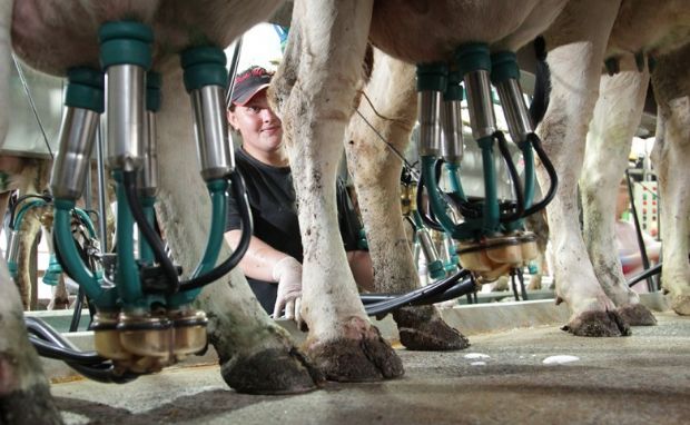 Após suspensão, produtores de leite pedem regulamentação das importações do Uruguai