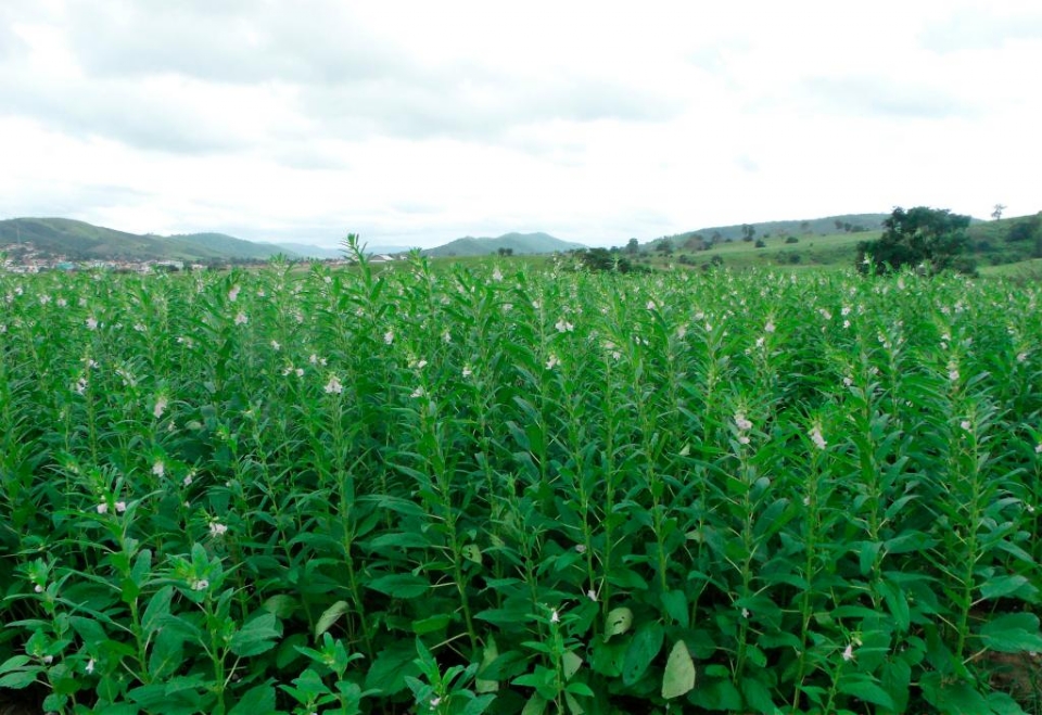 Gergelim ganha espa�o em Mato Grosso e produ��o cresce mais de 17% em uma safra