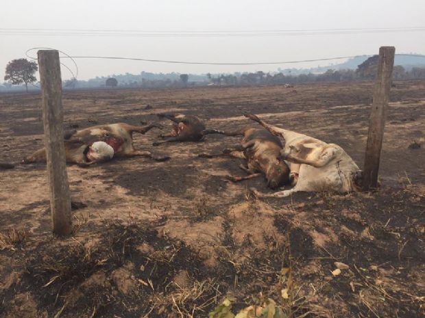 Animais mortos e vegetao destruda: queimadas causam prejuzo ambiental e desesperam agricultores; fotos e vdeos