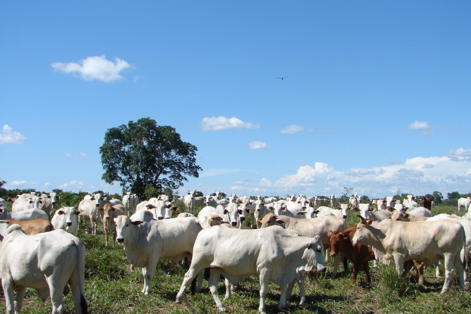 Mato Grosso bate recorde e exporta mais de 245 mil toneladas de carne