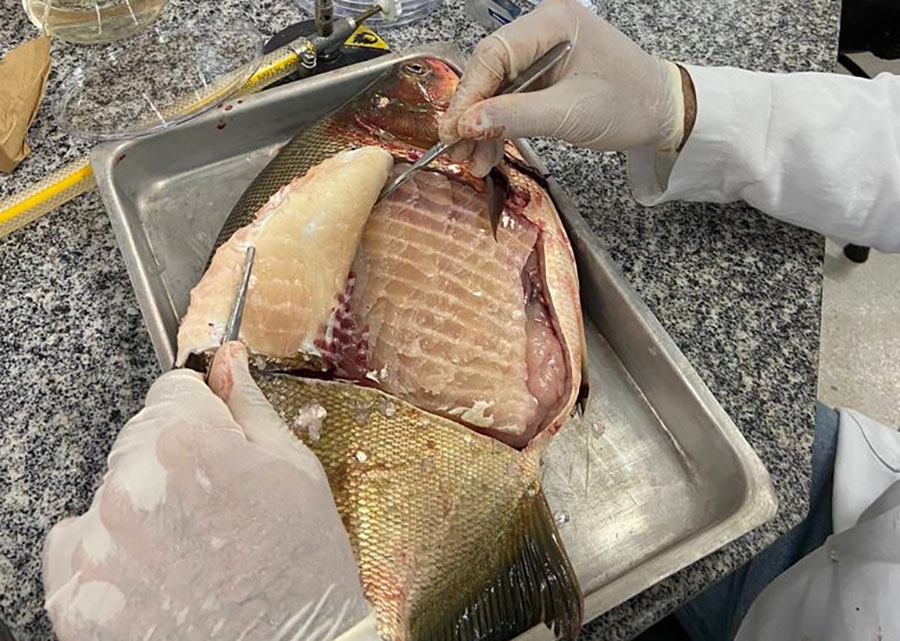 Embrapa e UFMT identificam presen�a de Salmonella em mais de 30% dos peixes de viveiros de MT