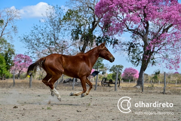 Proprietário de haras classifica Cavalo Pantaneiro como econômico, imbatível na água e propício para lida em extensas terras