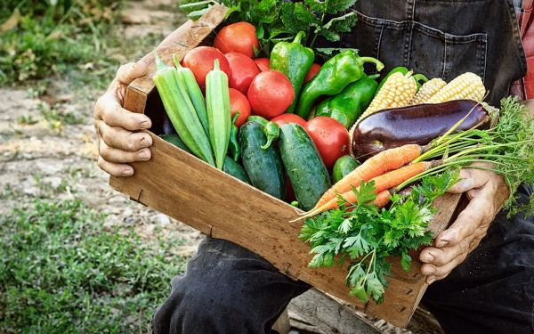 Entidades distribuem cestas de alimentos agroecolgicos em Cceres e Cuiab