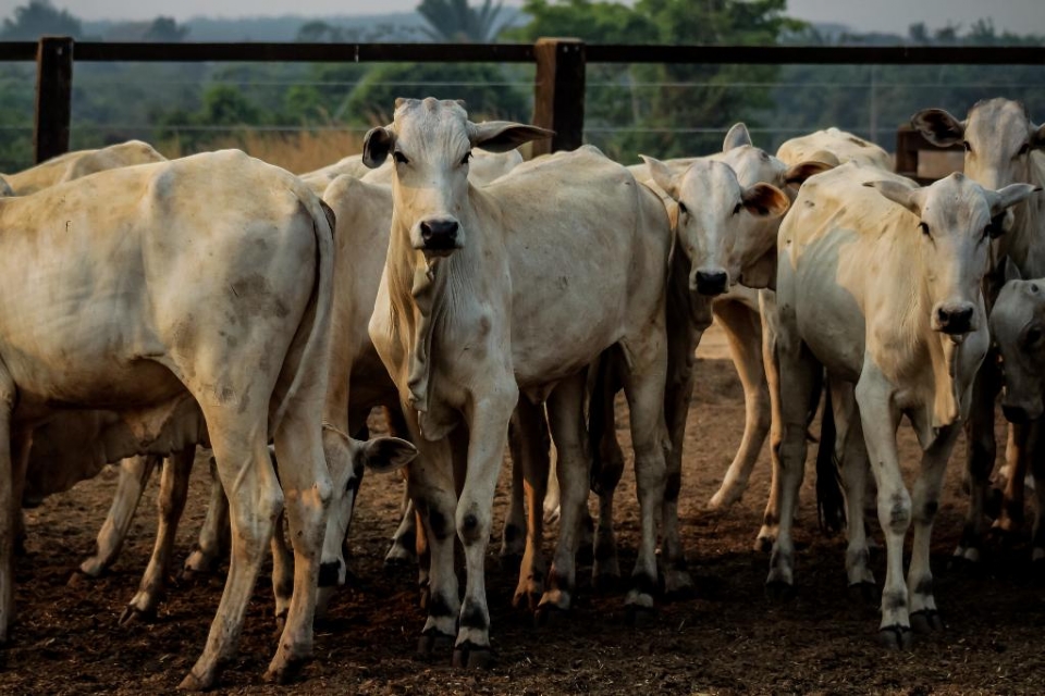 Mato Grosso teve aumento de 14,4% no abate de bovinos em 2023