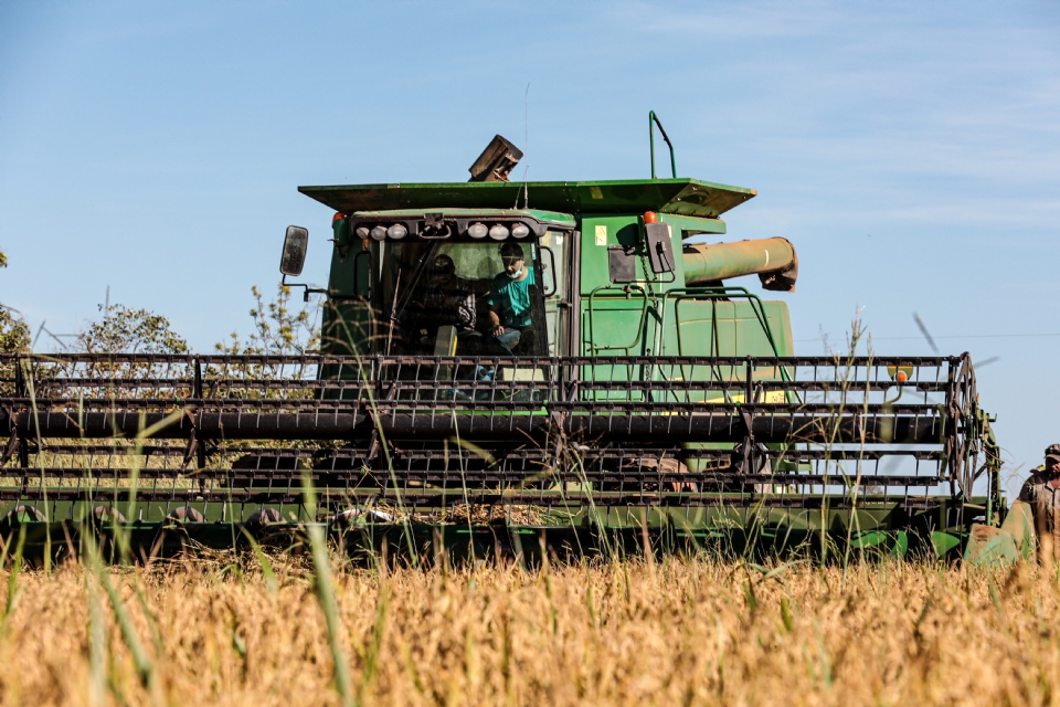 Mato Grosso lidera produo nacional de arroz de sequeiro com 337 mil toneladas, aponta anurio
