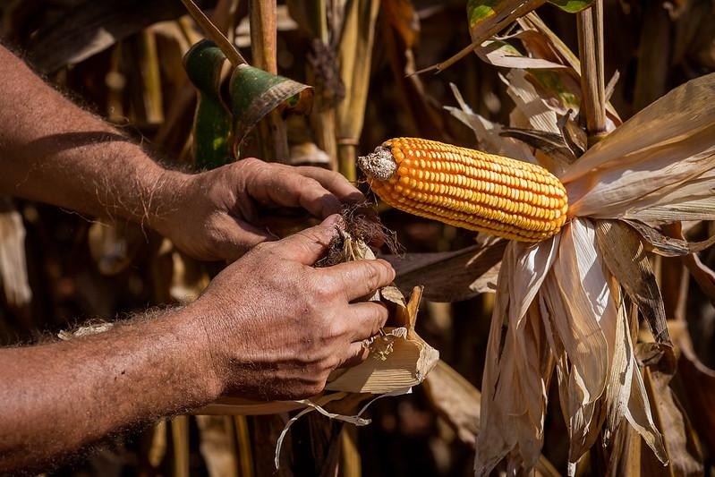 Em dois anos, Egito sobe da 22� para a 2� posi��o entre os principais destinos das exporta��es de Mato Grosso