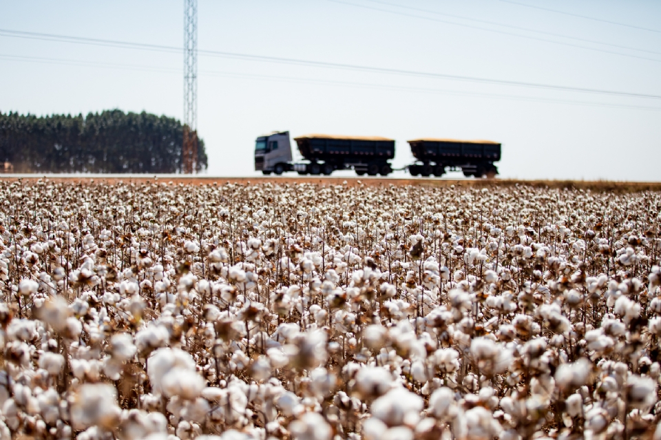 Mato Grosso consolida liderana e fecha safra de algodo com crescimento de 8%
