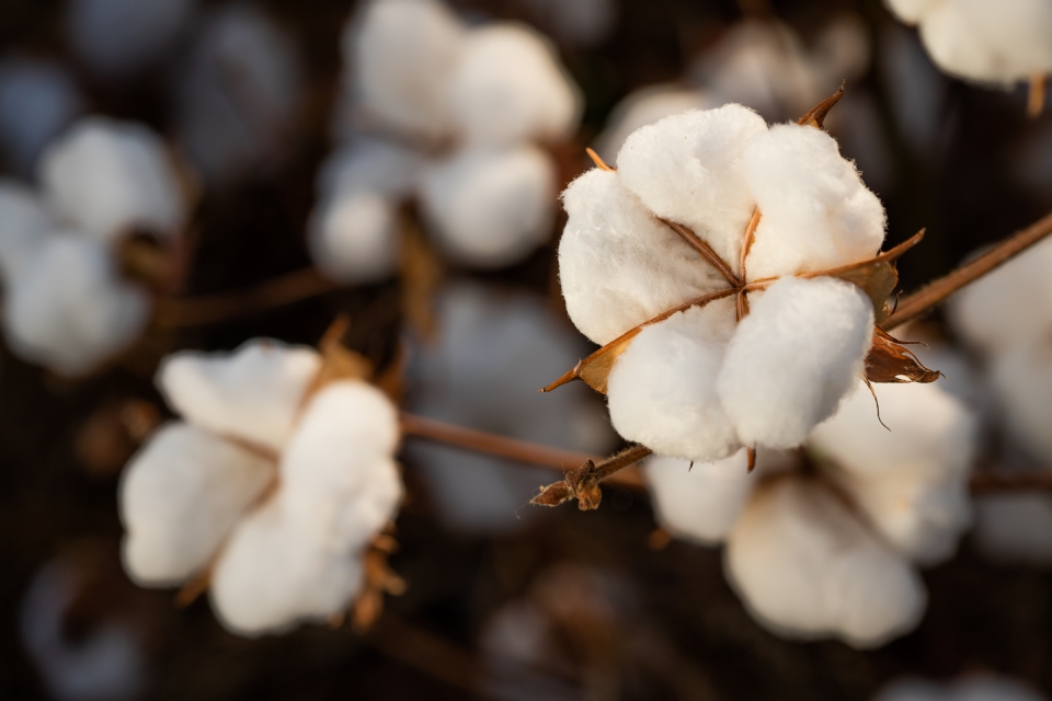 Mato Grosso deve exportar 1,46 milhão de tonelada da pluma de algodão, aponta Imea
