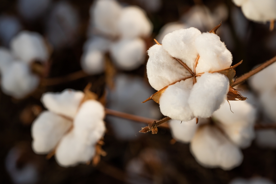 Mato Grosso deve exportar 1,46 milho de tonelada da pluma de algodo, aponta Imea