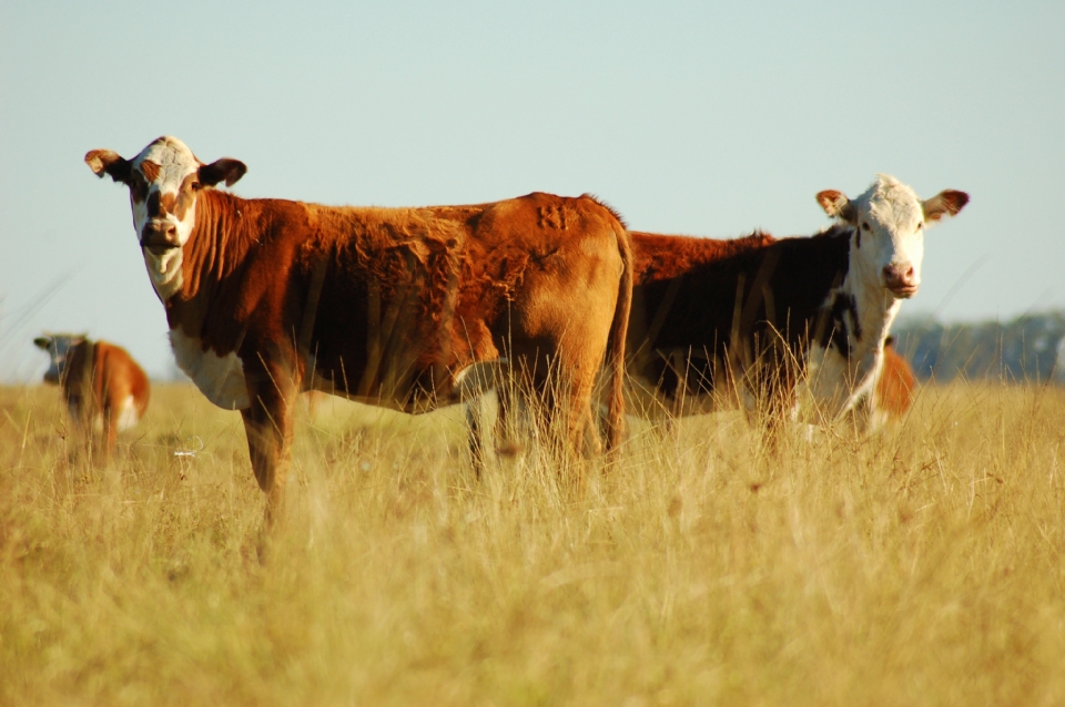 Mato Grosso exportou 275 mil toneladas de carne no primeiro semestre do ano