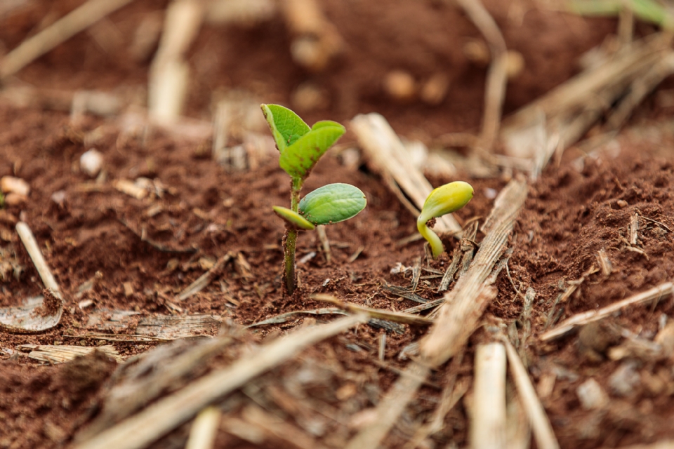 Medida do governo mant�m custo dos fertilizantes e fortalece competitividade do agro em MT, diz Aprosoja