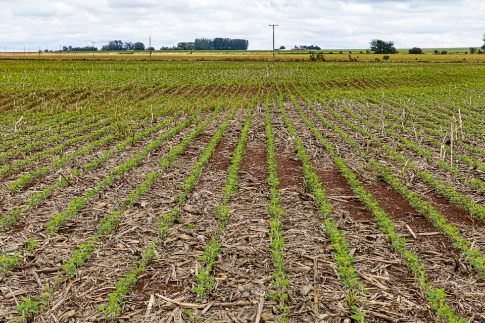 Prazo para plantio de soja em Mato Grosso termina dia 07 de janeiro