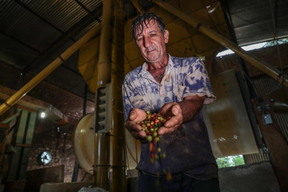MT sai da penltima posio para um dos 10 maiores produtores de caf do pas