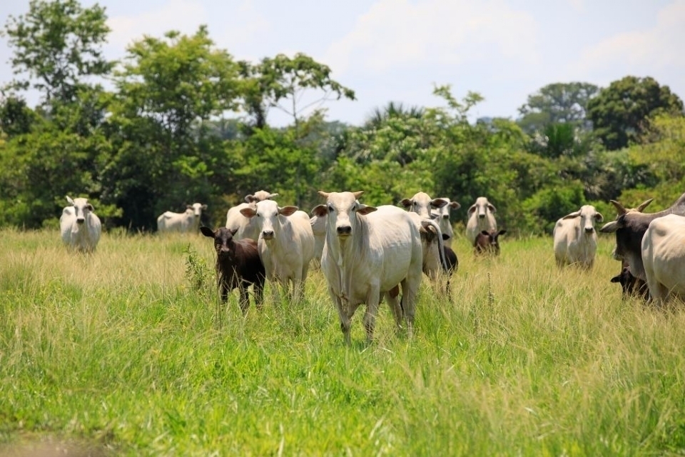 Picanha mais cara? Reteno de matrizes em MT deve impulsionar alta nos preos do boi gordo em 2025
