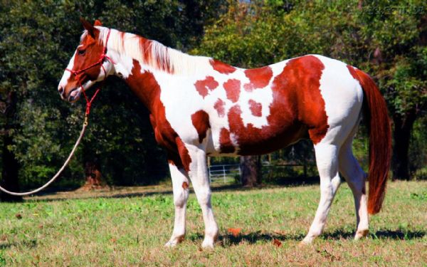 Projeto de Dal Bosco quer preservao de smen de cavalos e bois pantaneiros