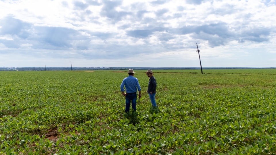 Estiagem hist�rica atrasa lavoura, for�a replantio e eleva custos na regi�o m�dio-norte de MT