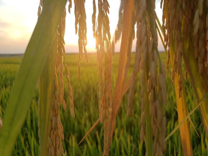 Arroz de terras altas se torna opo atrativa de 2 safra entre produtores do norte de Mato Grosso