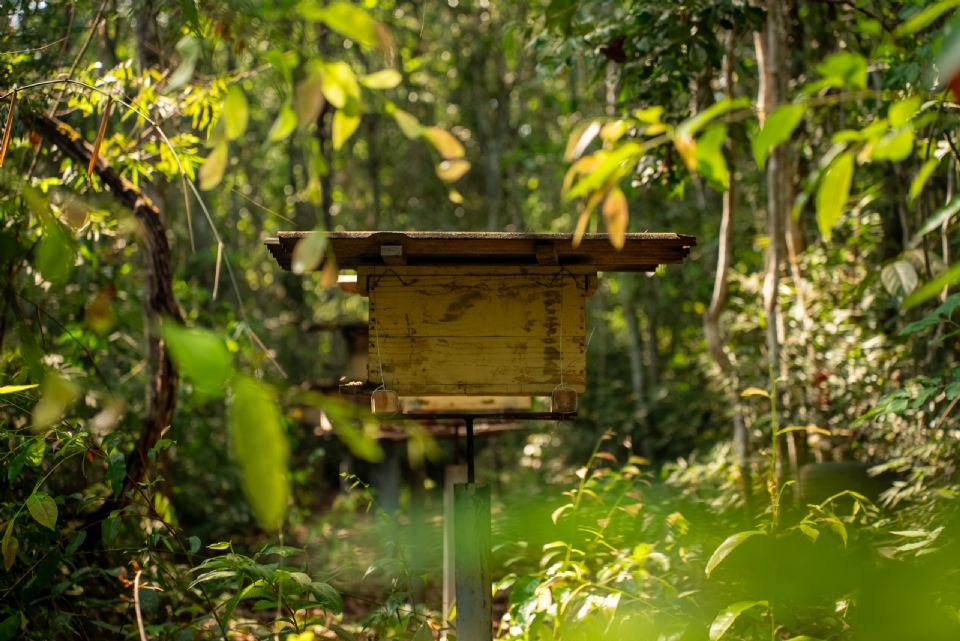 Agricultura e abelhas: o agro mato-grossense mostra que  possvel produzir com sustentabilidade