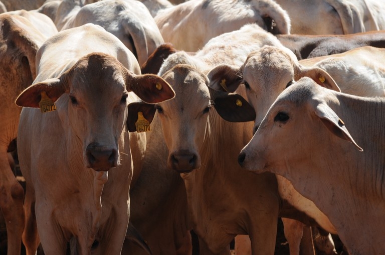 Portaria probe vacinao contra febre aftosa em Mato Grosso, Mato Grosso do Sul e outros cinco estados