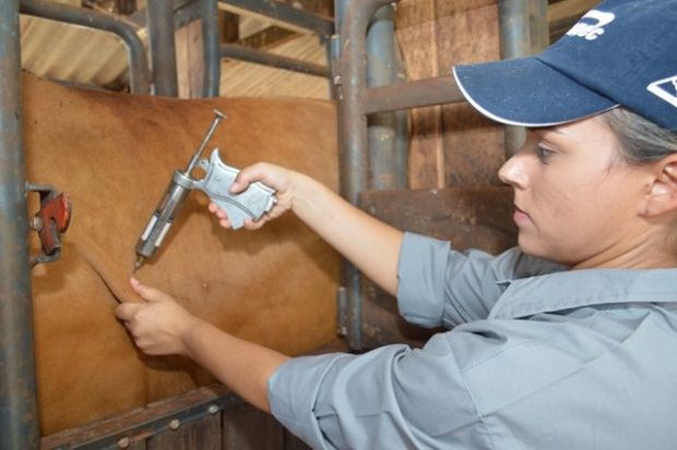 Dose da vacina contra aftosa ser reduzida para evitar reaes adversas causadas por componente