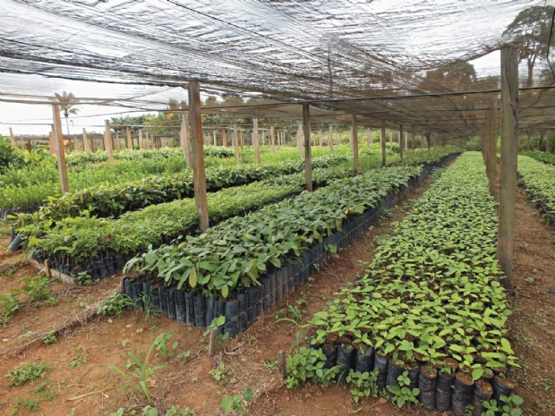 Projeto no interior ajuda a recuperar Floresta Amaznica com sistemas agroflorestais