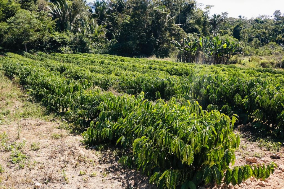 Aldeia indgena de MT produz caf de alto padro em parceria com Grupo 3 Coraes