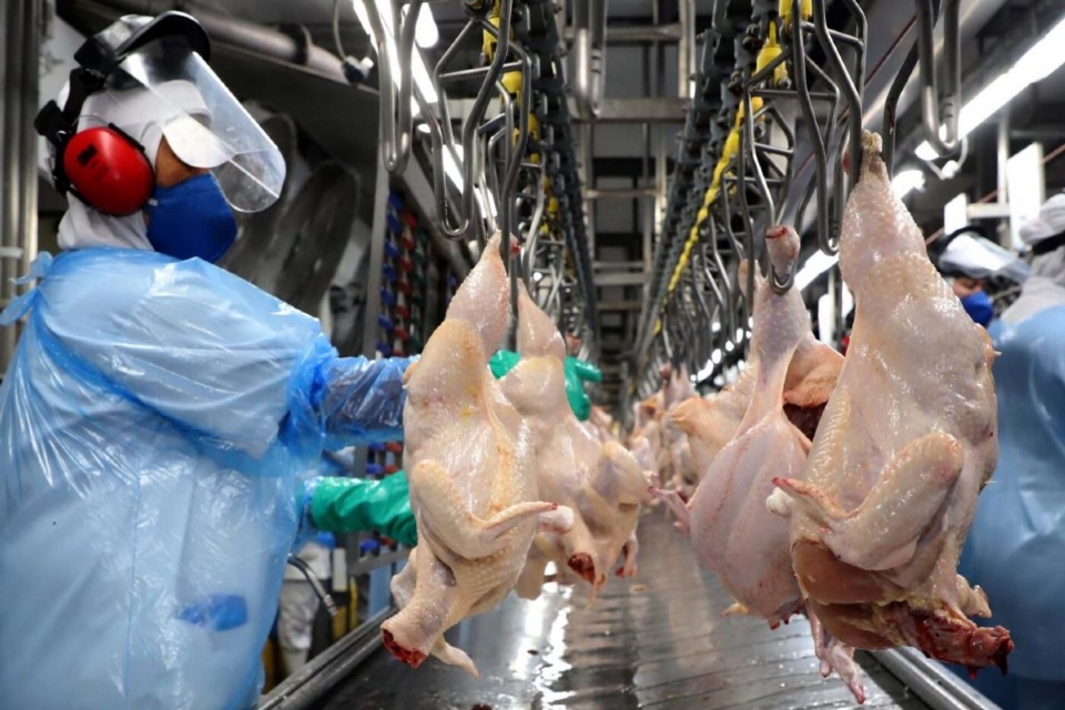 Primeiro semestre registra aumento de 130% na exportao do frango mato-grossense