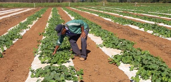 Assentados amargam prejuzos e pedem suspenso de exigncias para emprstimo rural em MT