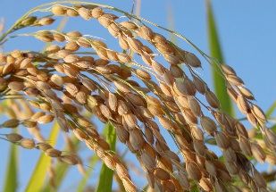 Empresa deve investir R$ 720 mi em etanol a partir do arroz no RS