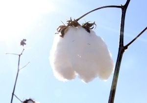 Reduo na produo de algodo em MT deve ser de 37%, estima IBGE